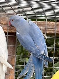 Parrocchetto dal collare