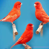 Rosso mosaico rosso intenso