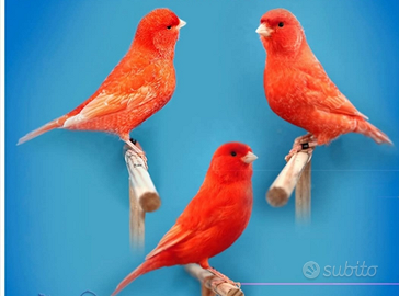 Rosso mosaico rosso intenso