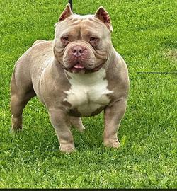 Maschio american bully pocket