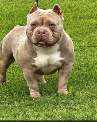 Maschio american bully pocket