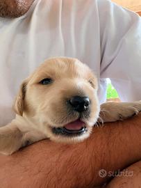 Cuccioli Golden Retriver