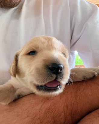 Cuccioli Golden Retriver