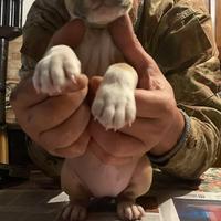 Cuccioli amstaff