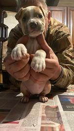 Cuccioli amstaff