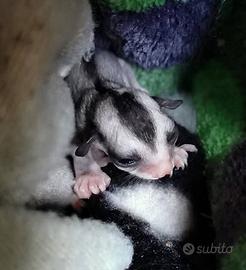 Petauro dello zucchero