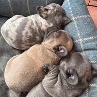 Bulldog francese cuccioli