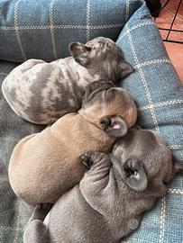 Bulldog francese cuccioli