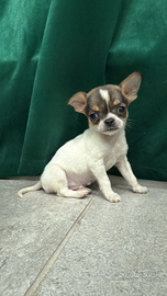 Chihuahua