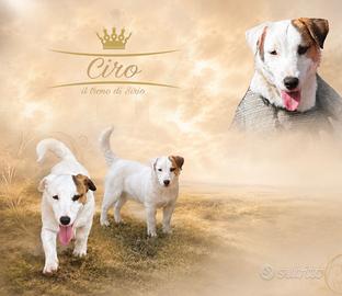Jack russel maschio per monta