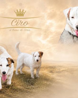Jack russel maschio per monta