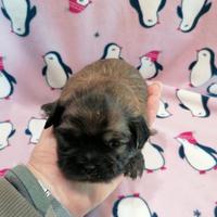 Tibetan Spaniel cuccioli