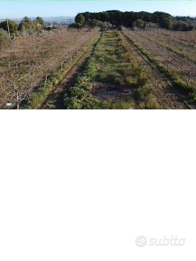 Terreno piantumato. MANDORLETO in produzione - Vista 4