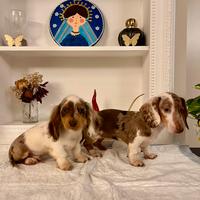 Bassotti Arlecchino Cioccolato Piebald
