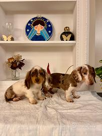 Bassotti Arlecchino Cioccolato Piebald