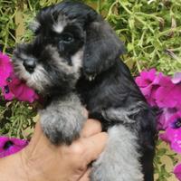 Schnauzer nani nero argento