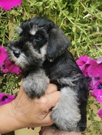 Schnauzer nani nero argento