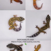 Gechi leopardini selezionati