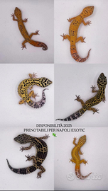 Gechi leopardini selezionati