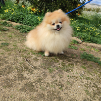 Spitz stallone con pedigree