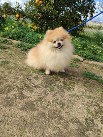 Spitz stallone con pedigree