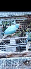 Parrocchetti dal collare