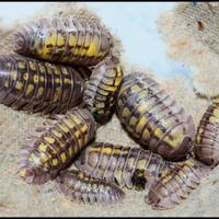 Armadilidium Granulatus Lemon