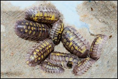 Armadilidium Granulatus Lemon