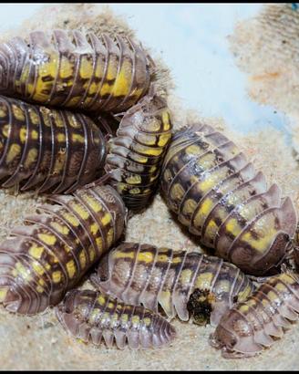 Armadilidium Granulatus Lemon