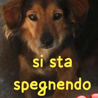 RICKY 9 ANNI 13/15 kg