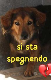 RICKY 9 ANNI 13/15 kg