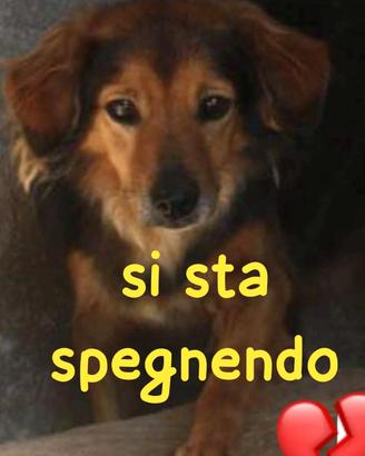 RICKY 9 ANNI 13/15 kg