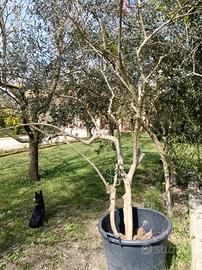 albero di ulivo