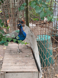 Pavone maschio adulto