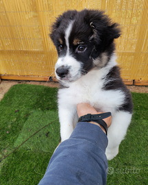 Cucciolo pastore australiano