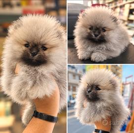 Volpino Pomerania