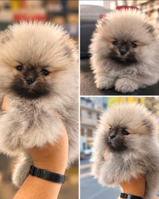 Volpino Pomerania