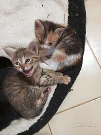 GATTINE piccole.