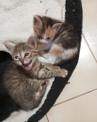 GATTINE piccole.