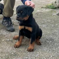 Cucciola di rottweiler