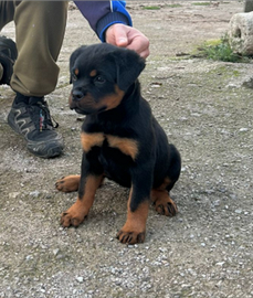 Cucciola di rottweiler