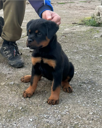Cucciola di rottweiler
