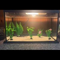 Acquario