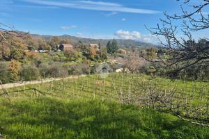 TER. AGRICOLO A PIEDIMONTE ETNEO