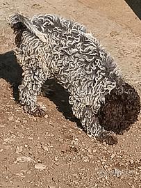 Lagotto romagnolo