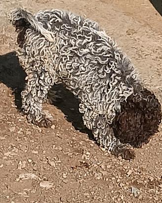 Lagotto romagnolo