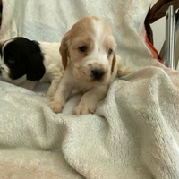 Cuccioli di cocker spaniel inglese