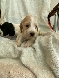 Cuccioli di cocker spaniel inglese