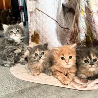 Cuccioli di persiano