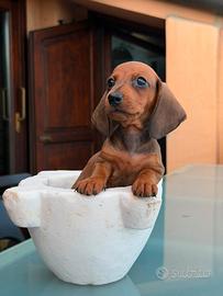 Cuccioli bassotti